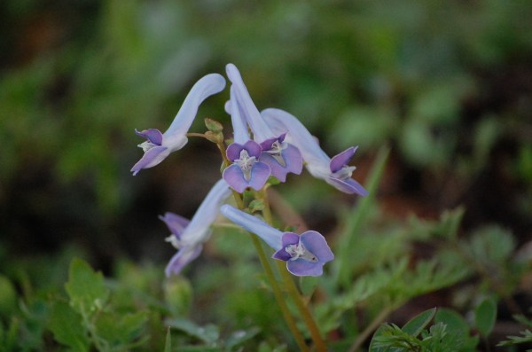 dc140501-yamaengo (2)