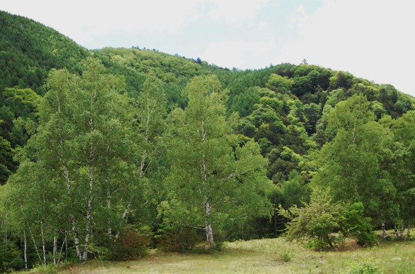 dc140608-ichinose (2)