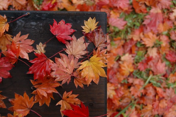 dc091026-紅葉ベンチ