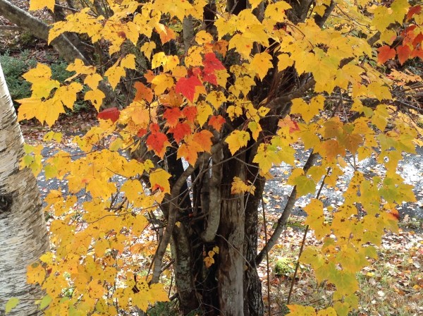 dc141023-hananoki (2)