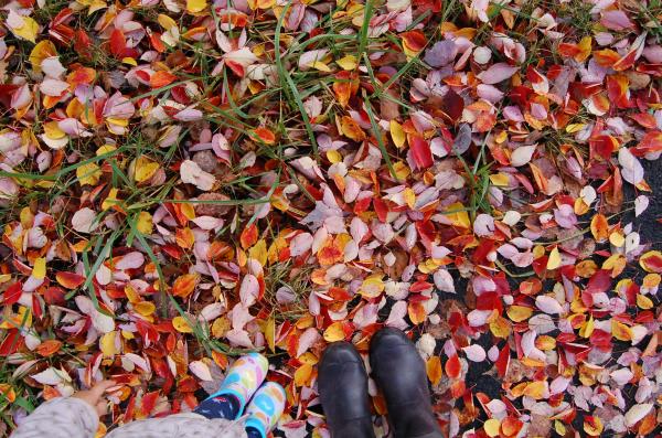 dc141023-hananokimif