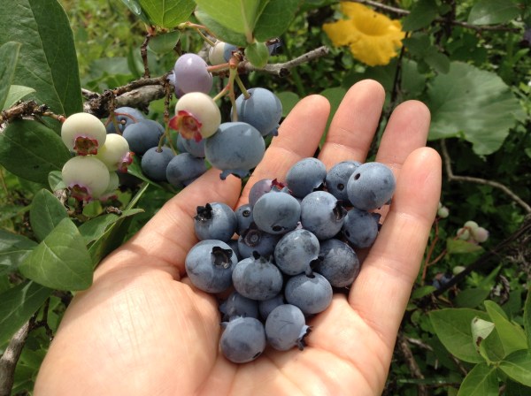 dc150818-ブルーベリー