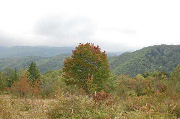 dc150916-オオカエデ (2)