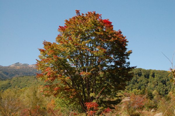 dc150928-オオカエデ