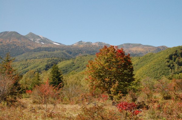 dc150928-オオカエデ2