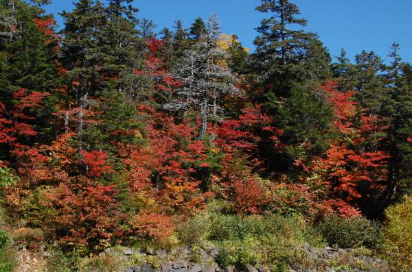 dc150928-荒れた沢