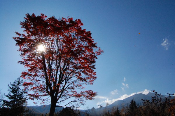 dc151019-ookaede (4)