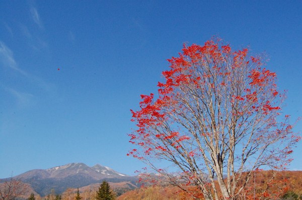 dc151020-ookaede (5)