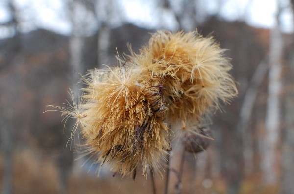 dc151107-oyamabokuchi