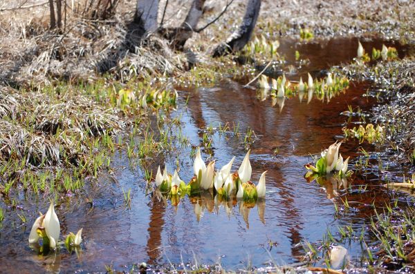 dc160423-mizubasyozaboan2