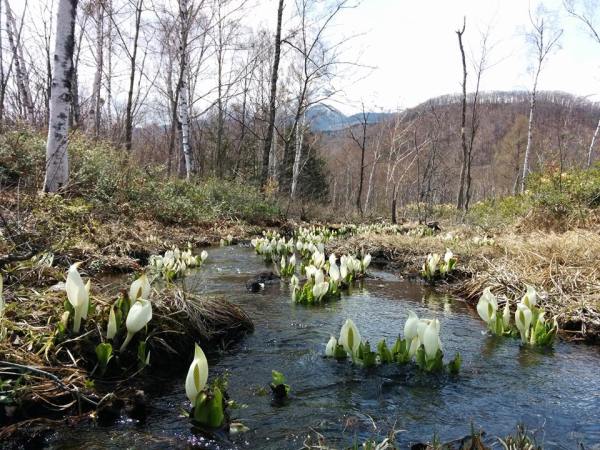 dc160425-shinobumukai