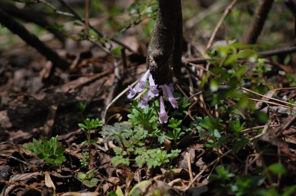 dc160425-yamaengosaku