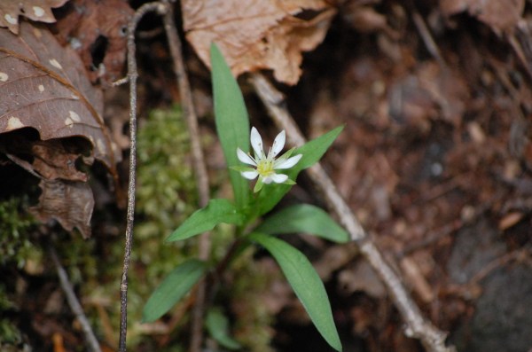 dc160427-higenewachigai