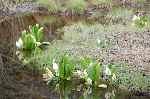 dc160427-hikagekomichi-ike