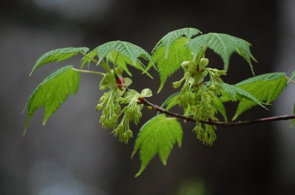 dc160427-kohauchiwakaede (2)