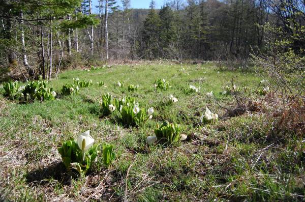 dc160505-megoyairiguchi