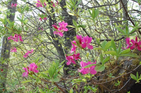 dc160515-murasakiyashio