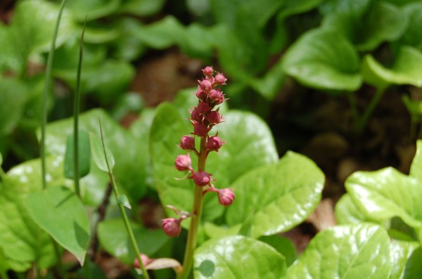 dc160520-benibanaichiyakusou