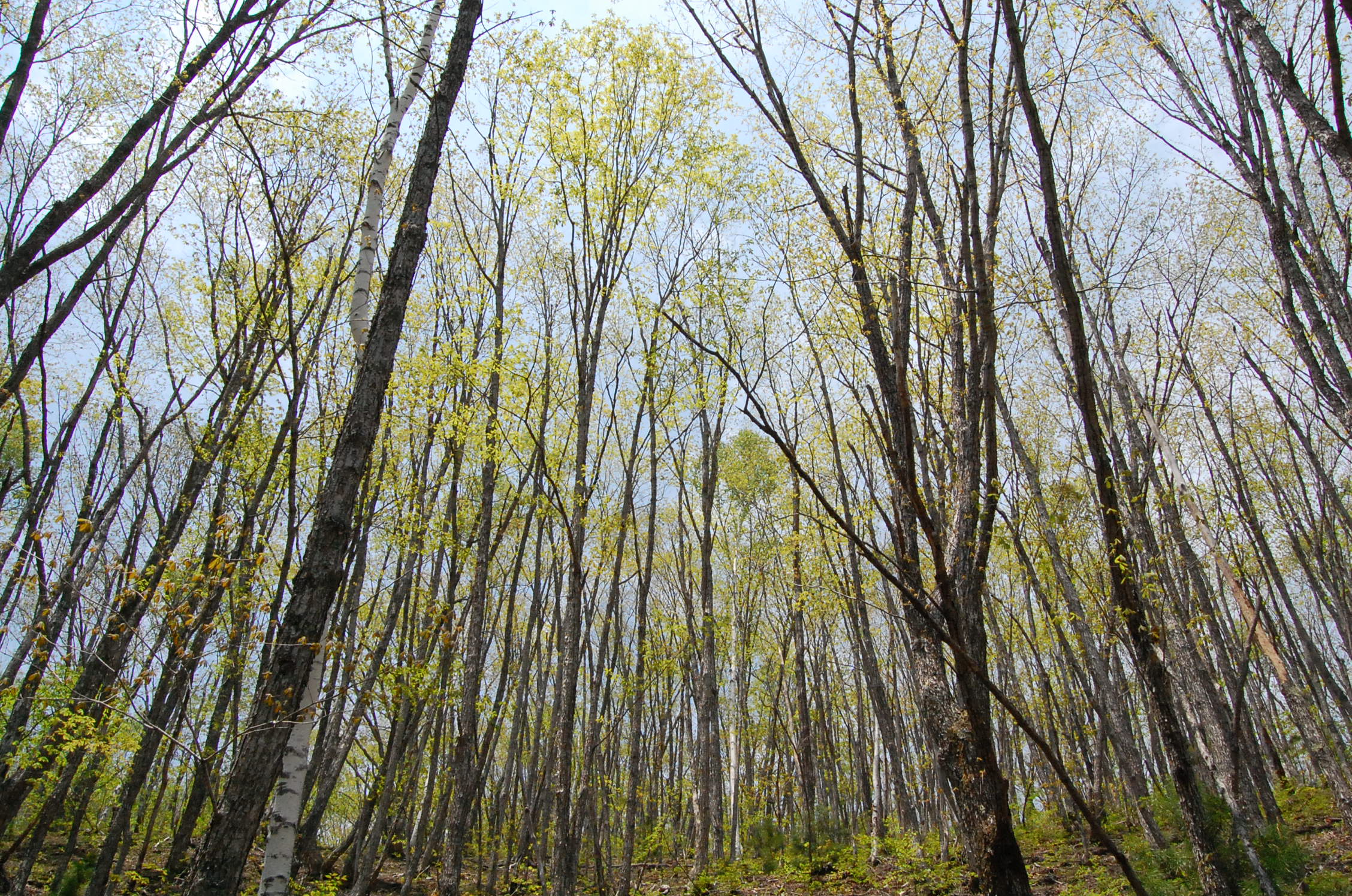 dc160520-yonakishita