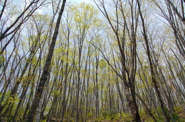 dc160520-yonakishita