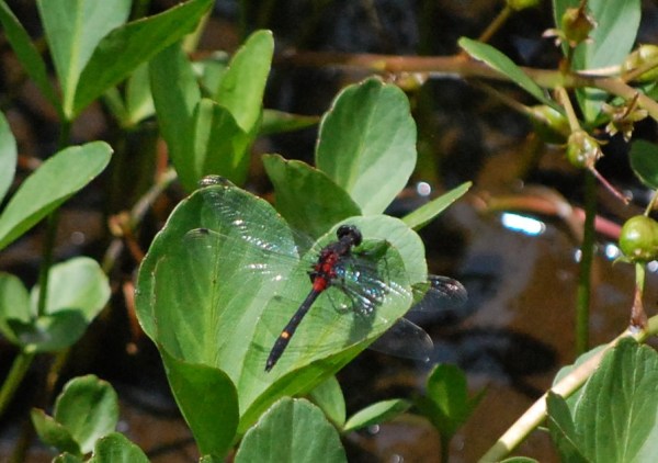 dc160612-kaojirotonbo