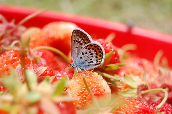 dc160617-shijimicyo4