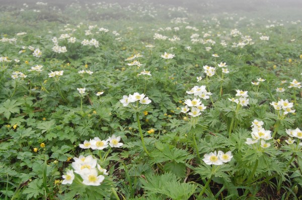 dc160706-hakusanichige