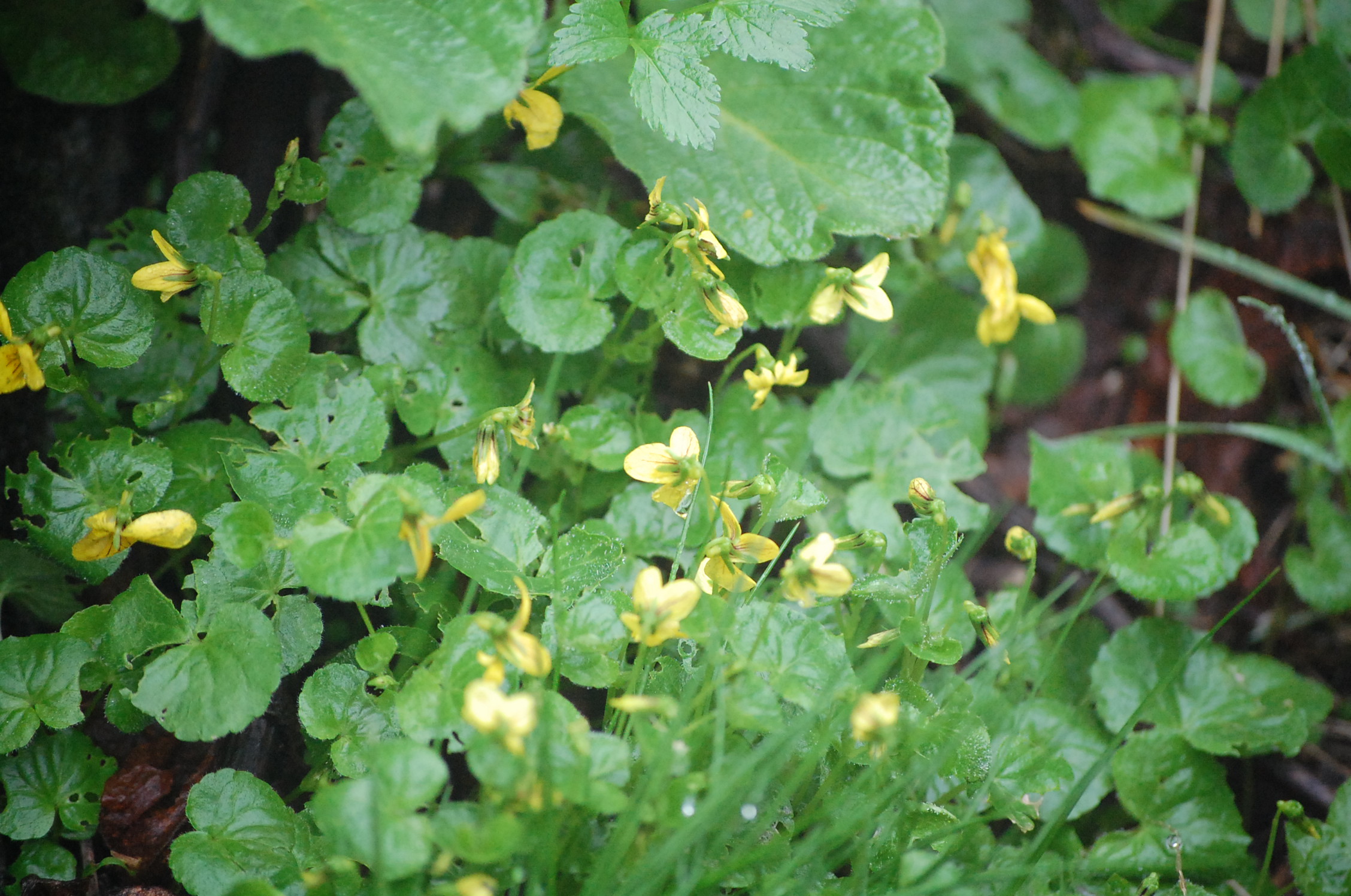 dc160706-kibanakomano