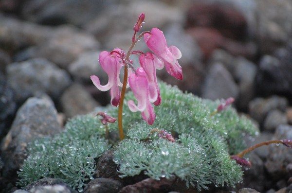 dc160706-komakusa (2)