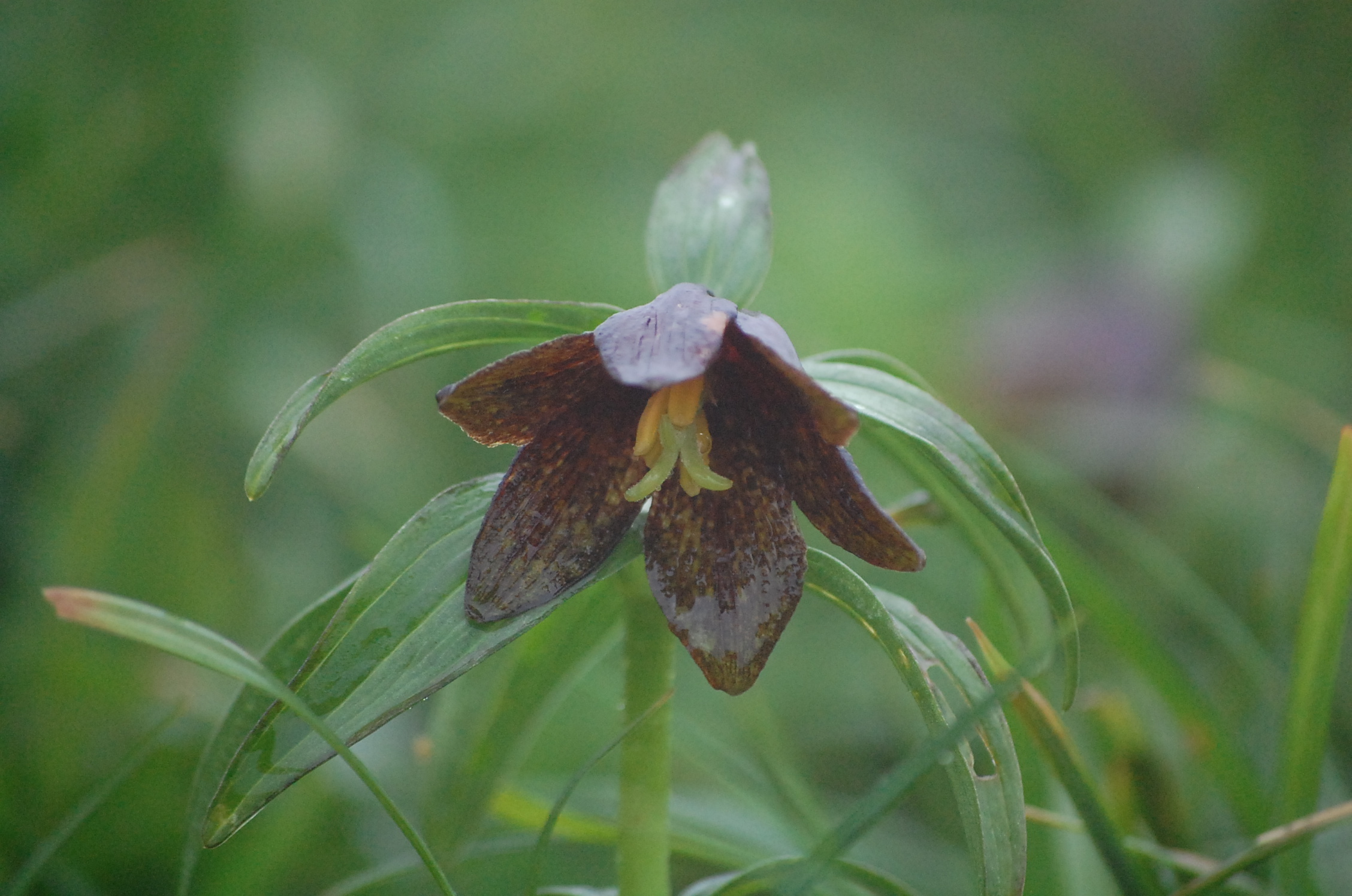 dc160706-kuroyuri (4)