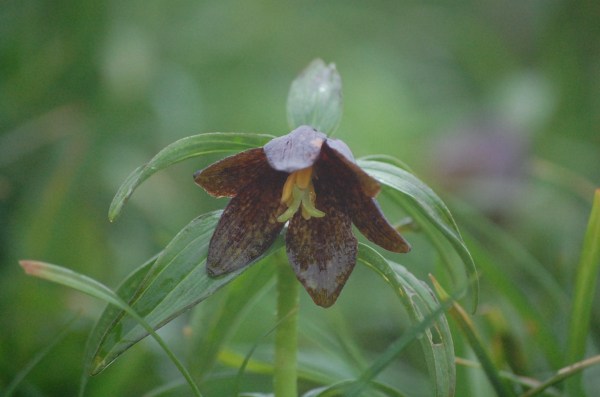 dc160706-kuroyuri (4)