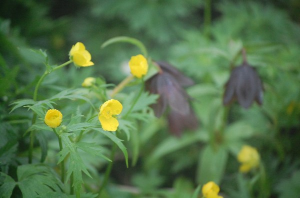 dc160706-miyamakinpou