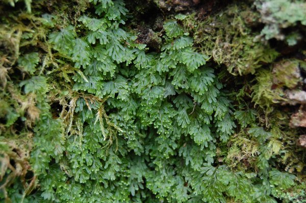 dc150611-%e5%8e%9f%e7%94%9f%e6%9e%97koke2