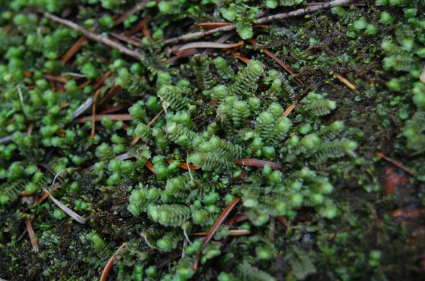 dc150611-%e5%8e%9f%e7%94%9f%e6%9e%97koke3