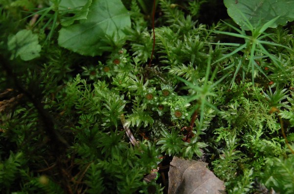 dc150629-koke (4).JPG