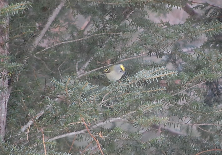 dc170227-kikuitadaki2