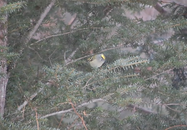 dc170227-kikuitadaki2