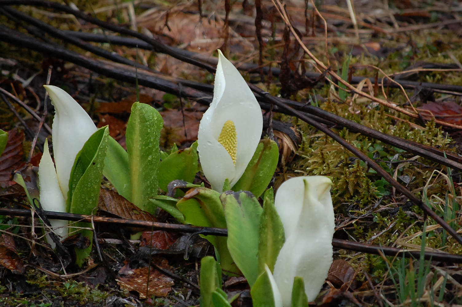 dc180418-mizubasyomiya9