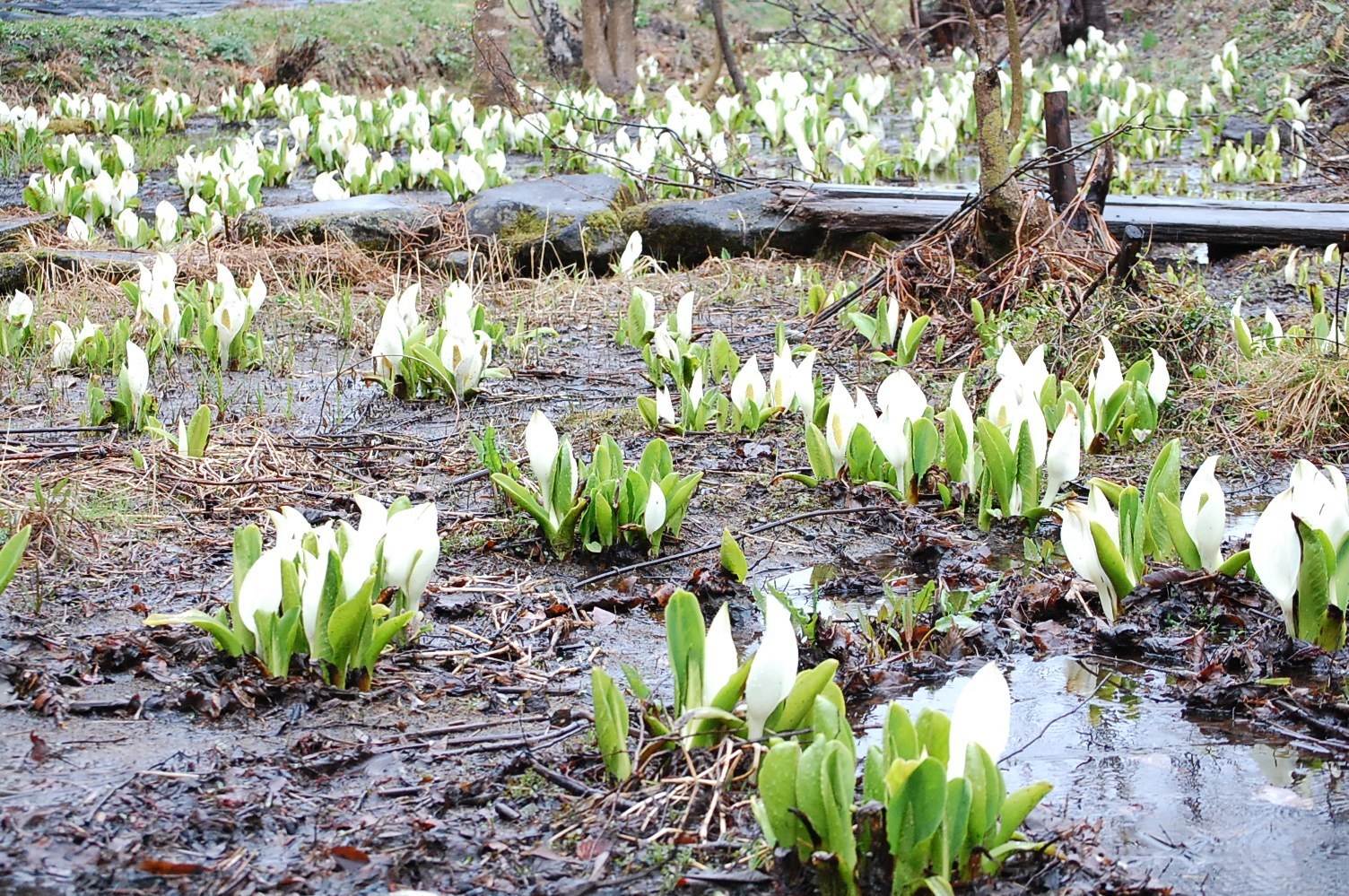 春の妖精、目を覚ます！