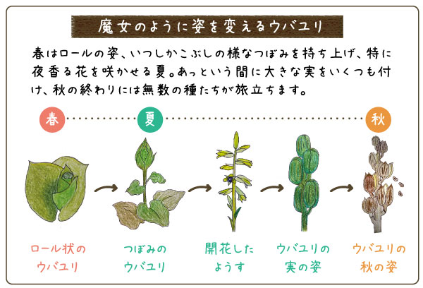 魔女のように姿を変えるウバユリ