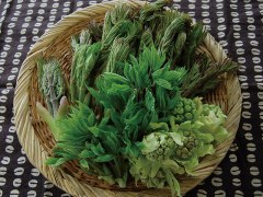 乗鞍の山菜