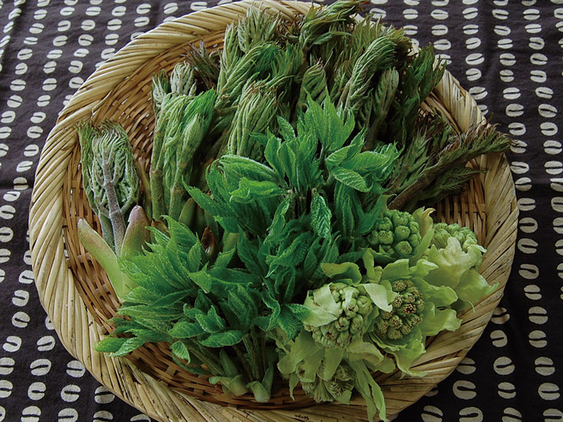 乗鞍の山菜