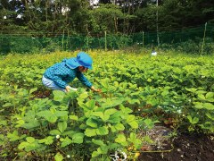 畑で収穫のお手伝いするおチビ