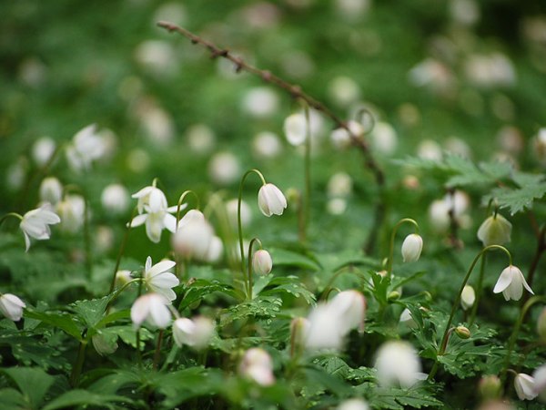 spring_ニリンソウ