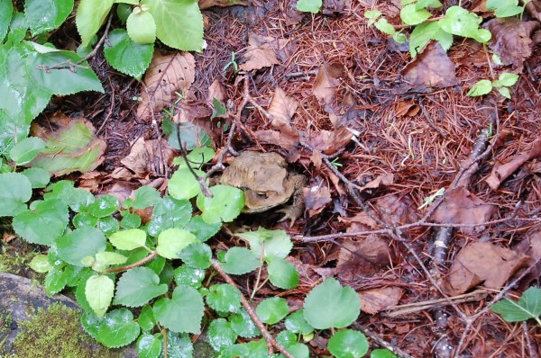 アズマヒキガエル